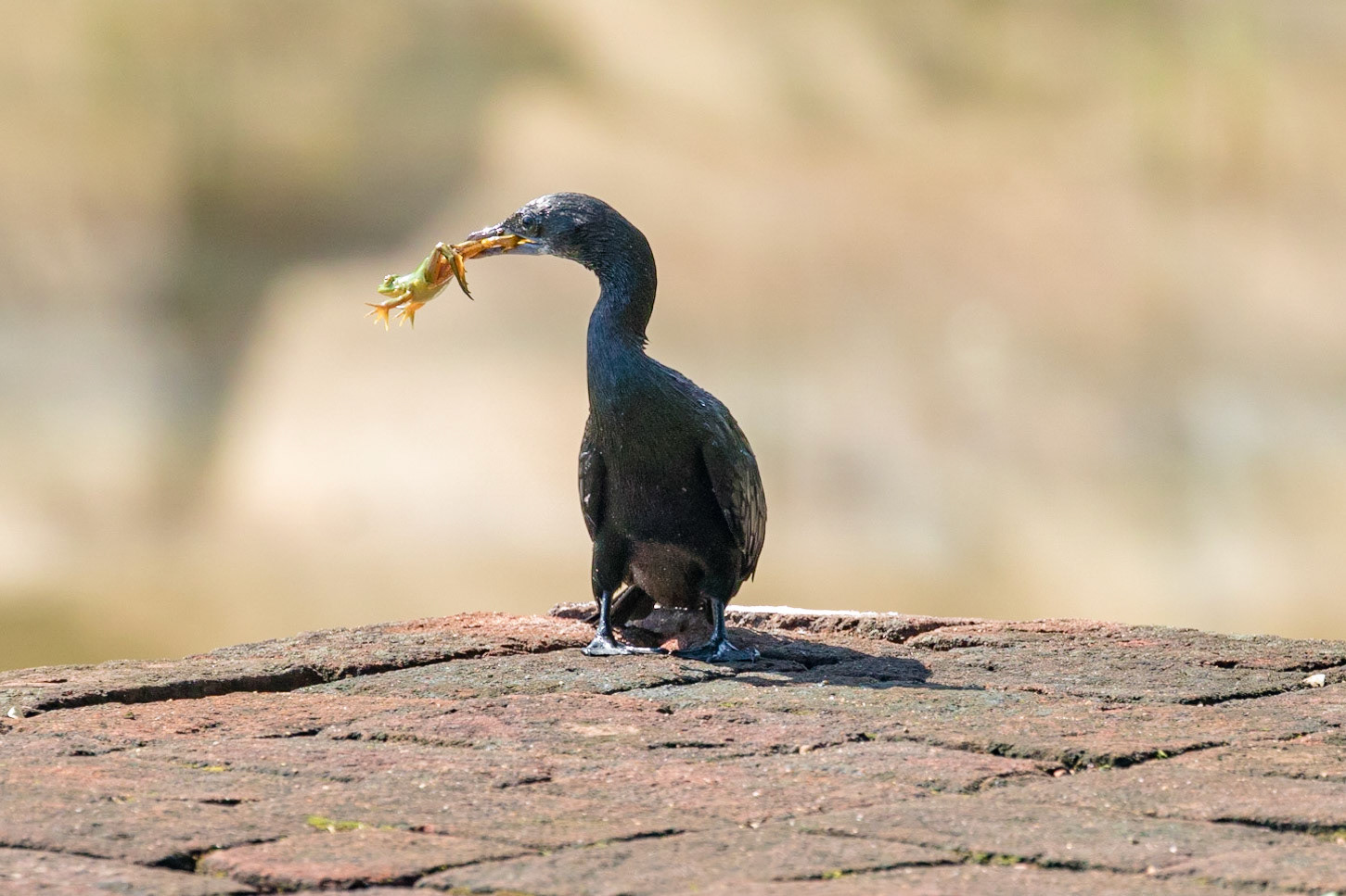 Microcarbo niger/Euphlyctis hexadactylus