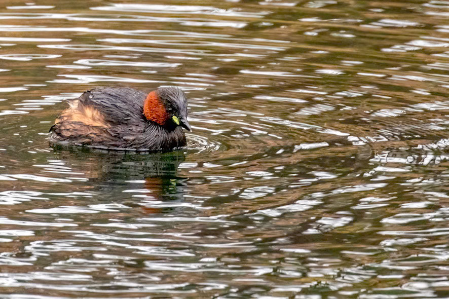 Tachybaptus ruficollis
