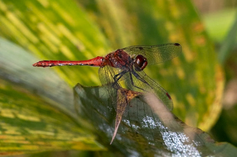 Sympetrum sanguineum