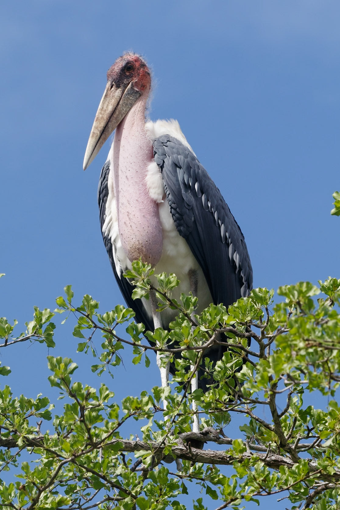 Leptoptilos crumenifer