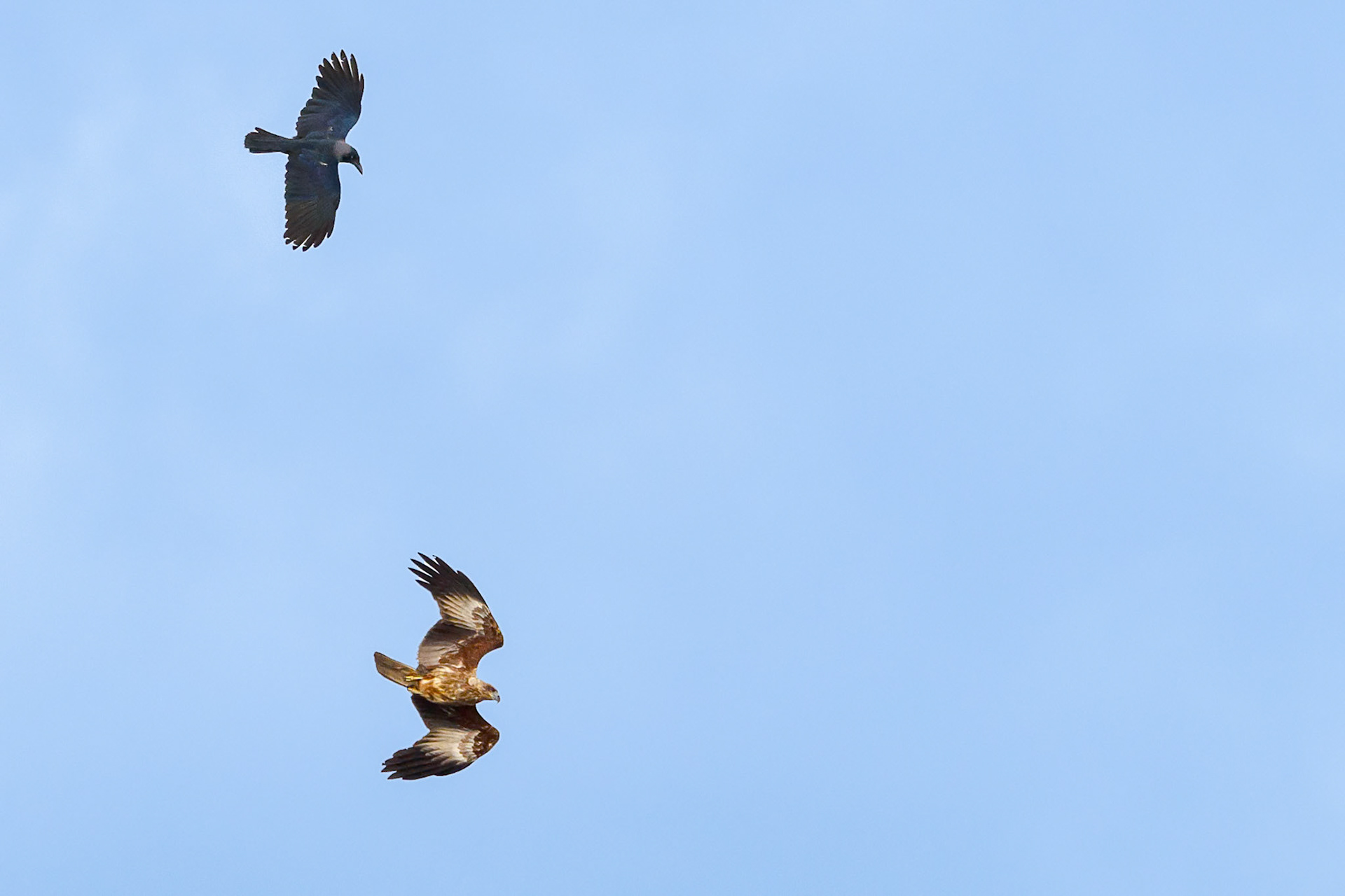 Haliastur indus (Juv)/ Corvus splendens