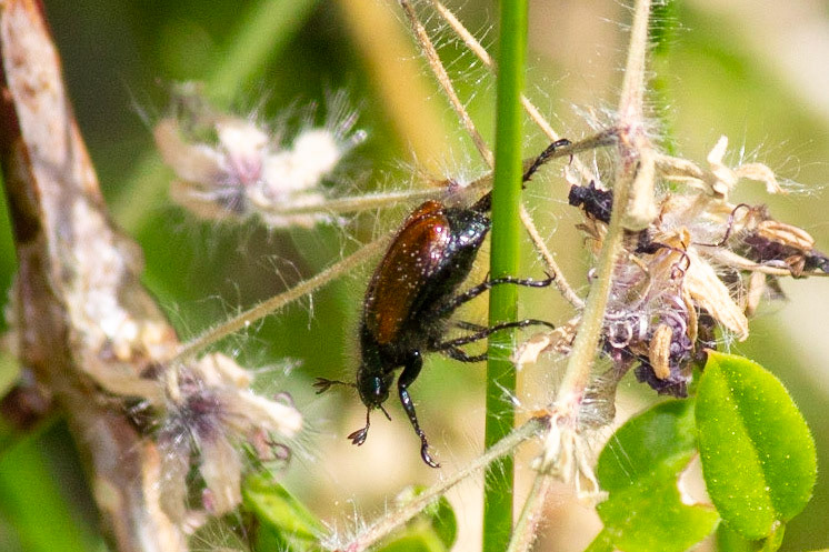 Phyllopertha horticola