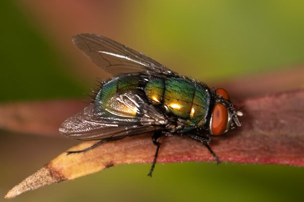 Lucilia sericata