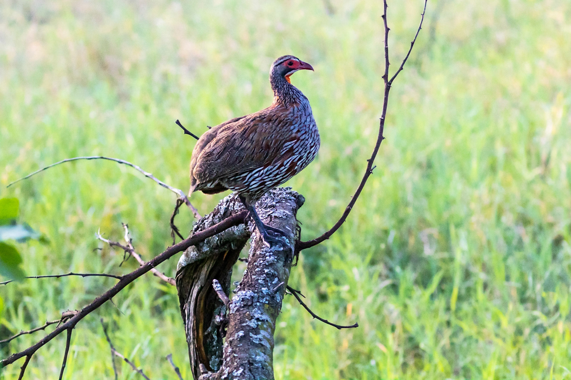 Pternistis rufopictus
