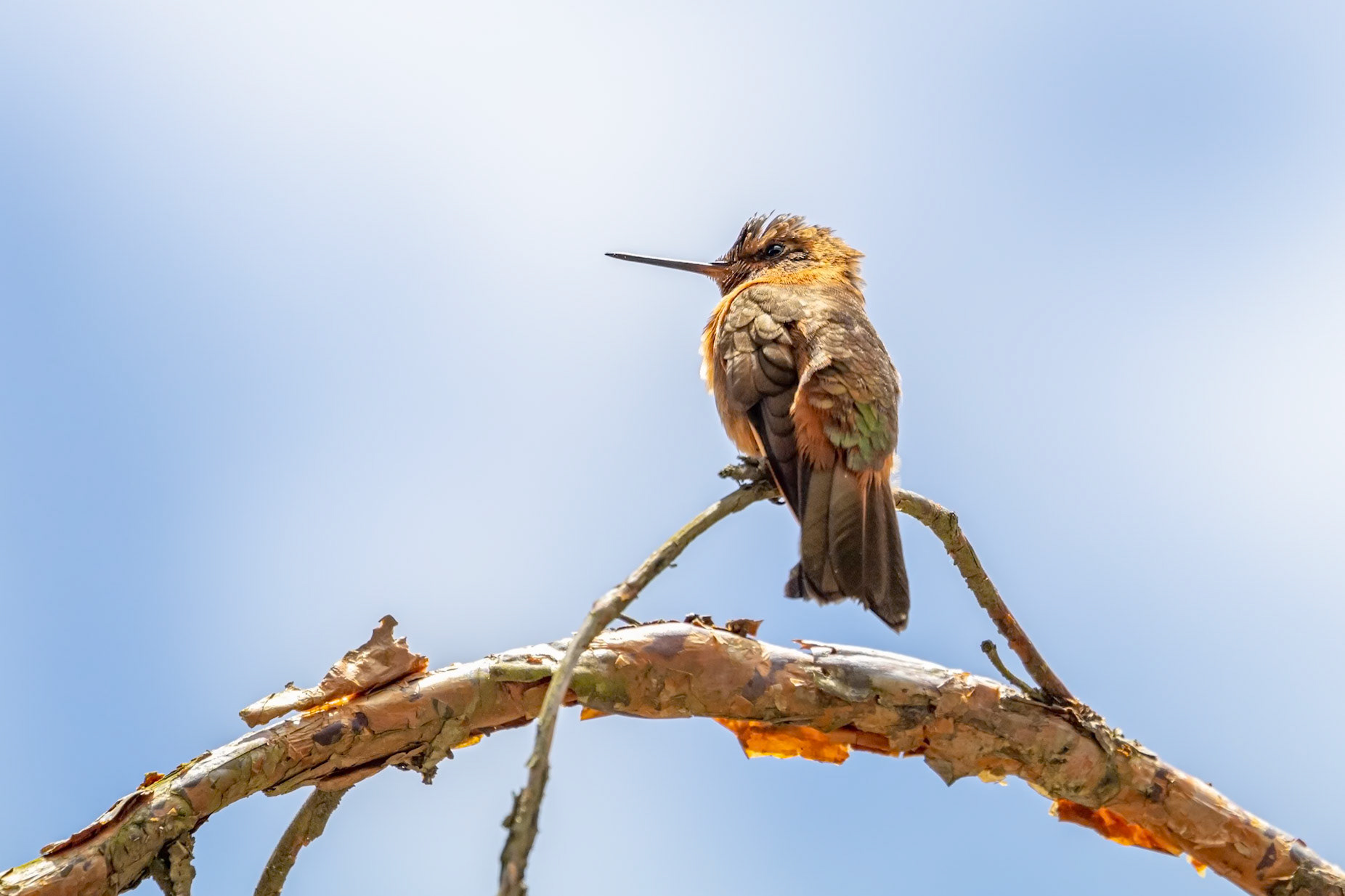 Aglaeactis cupripennis