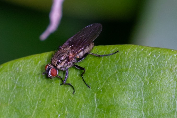 Hydrophoria lancifer