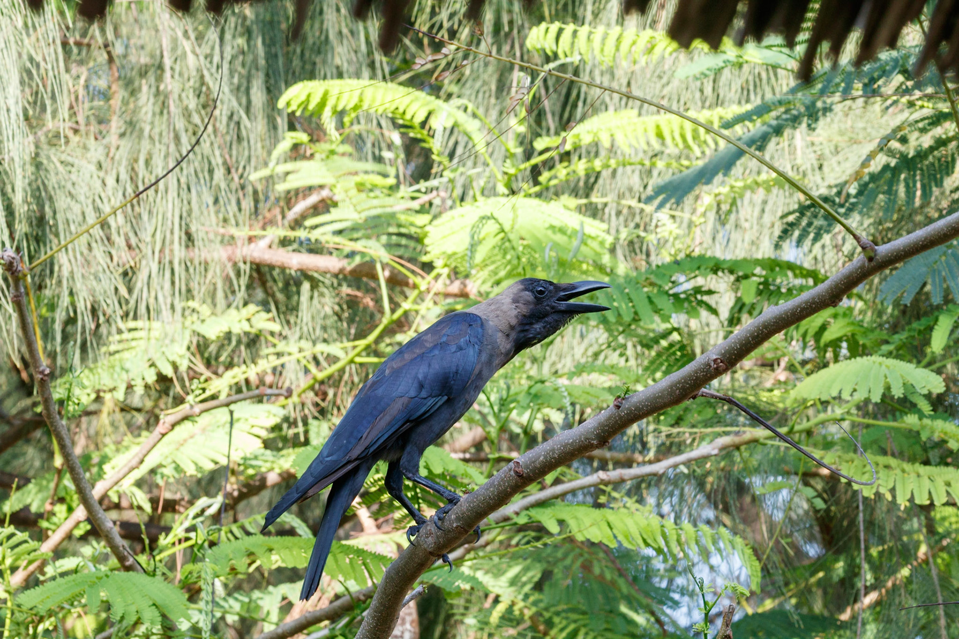 Corvus splendens