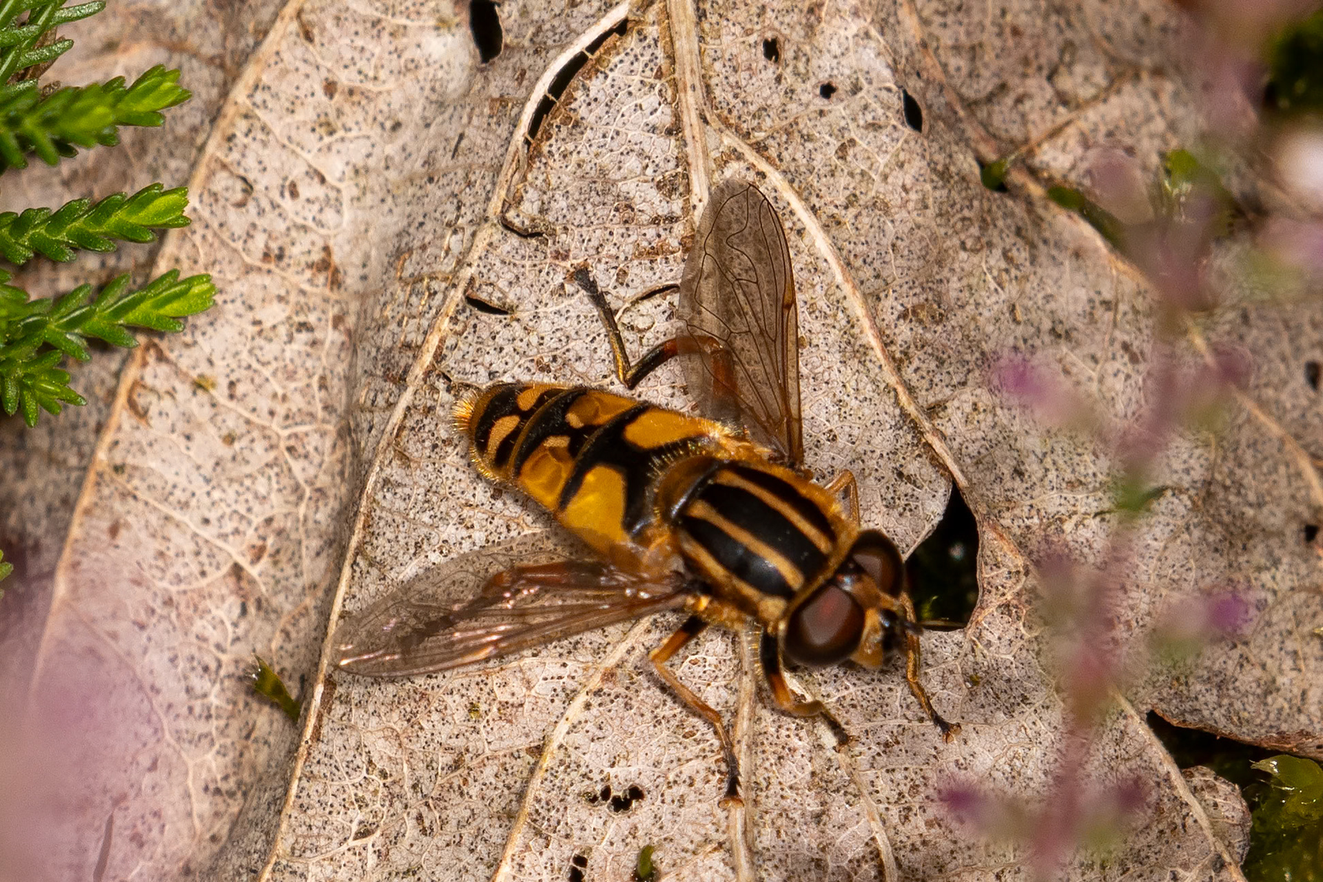 Helophilus pendulus