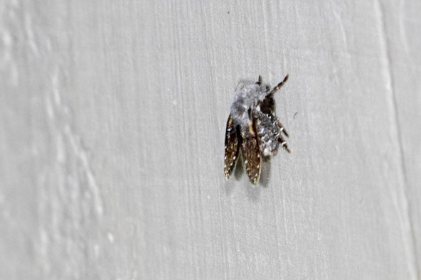 Clogmia albipunctata