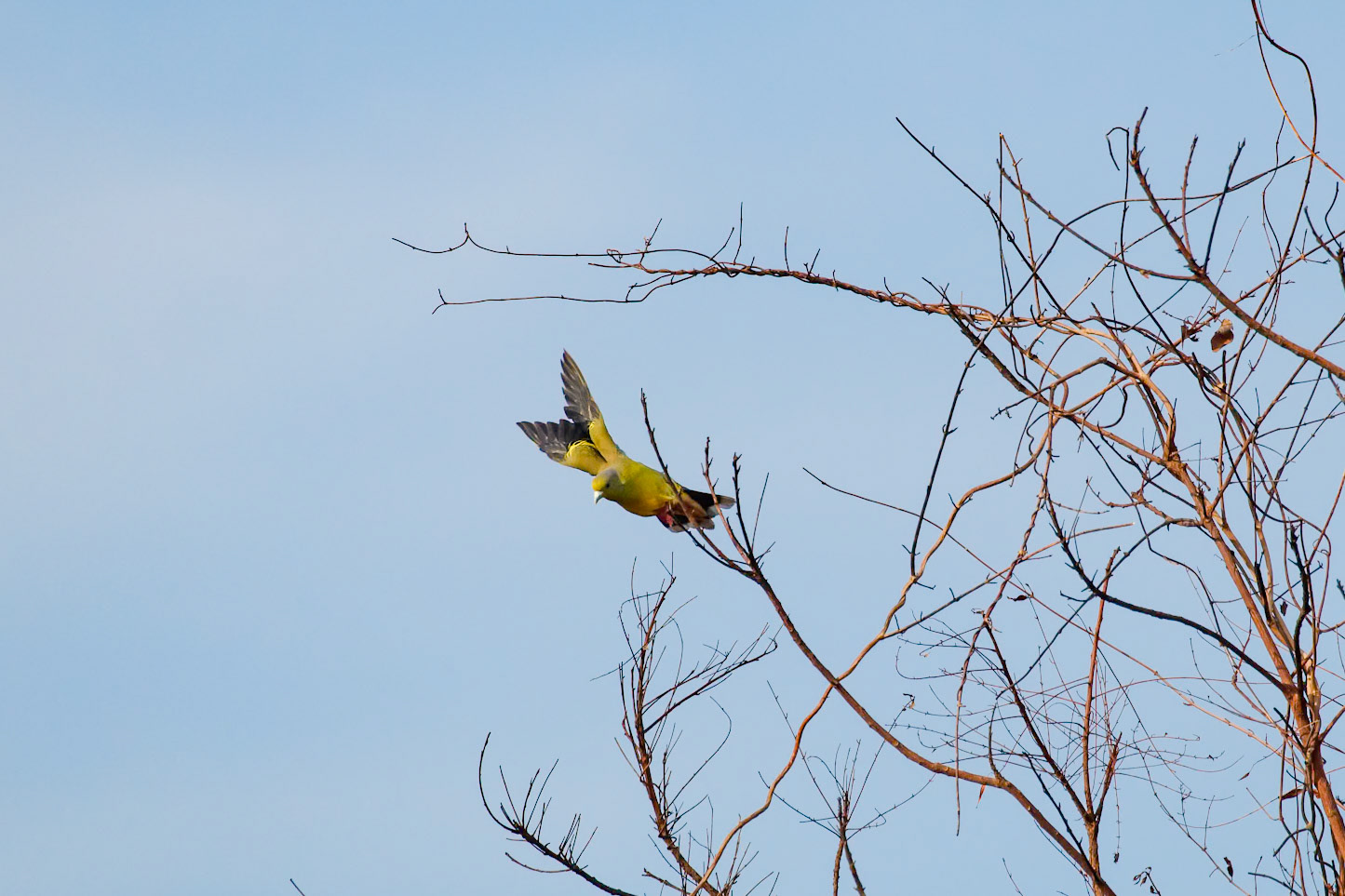 Treron phoenicopterus