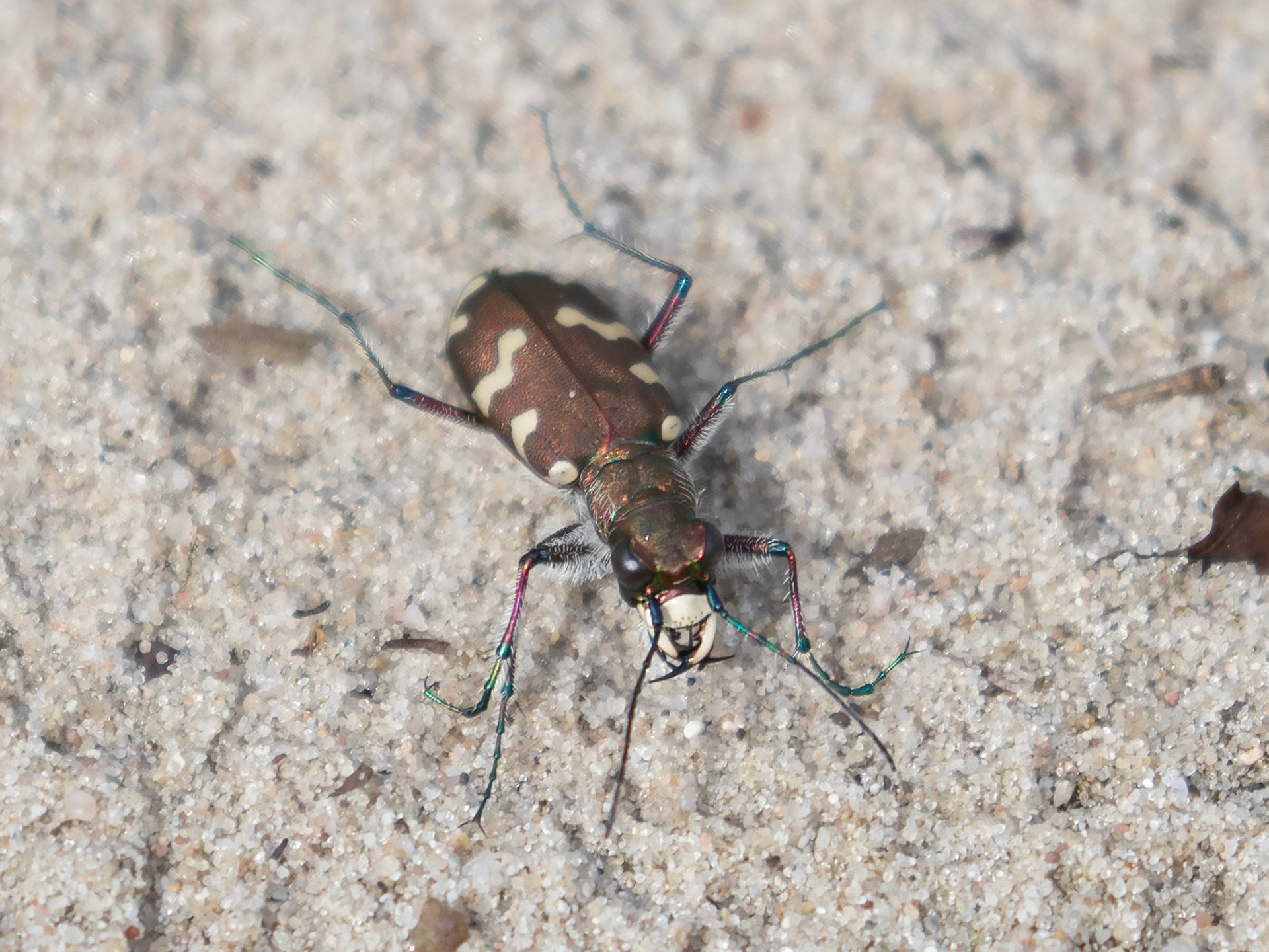 Cicindela hybrida