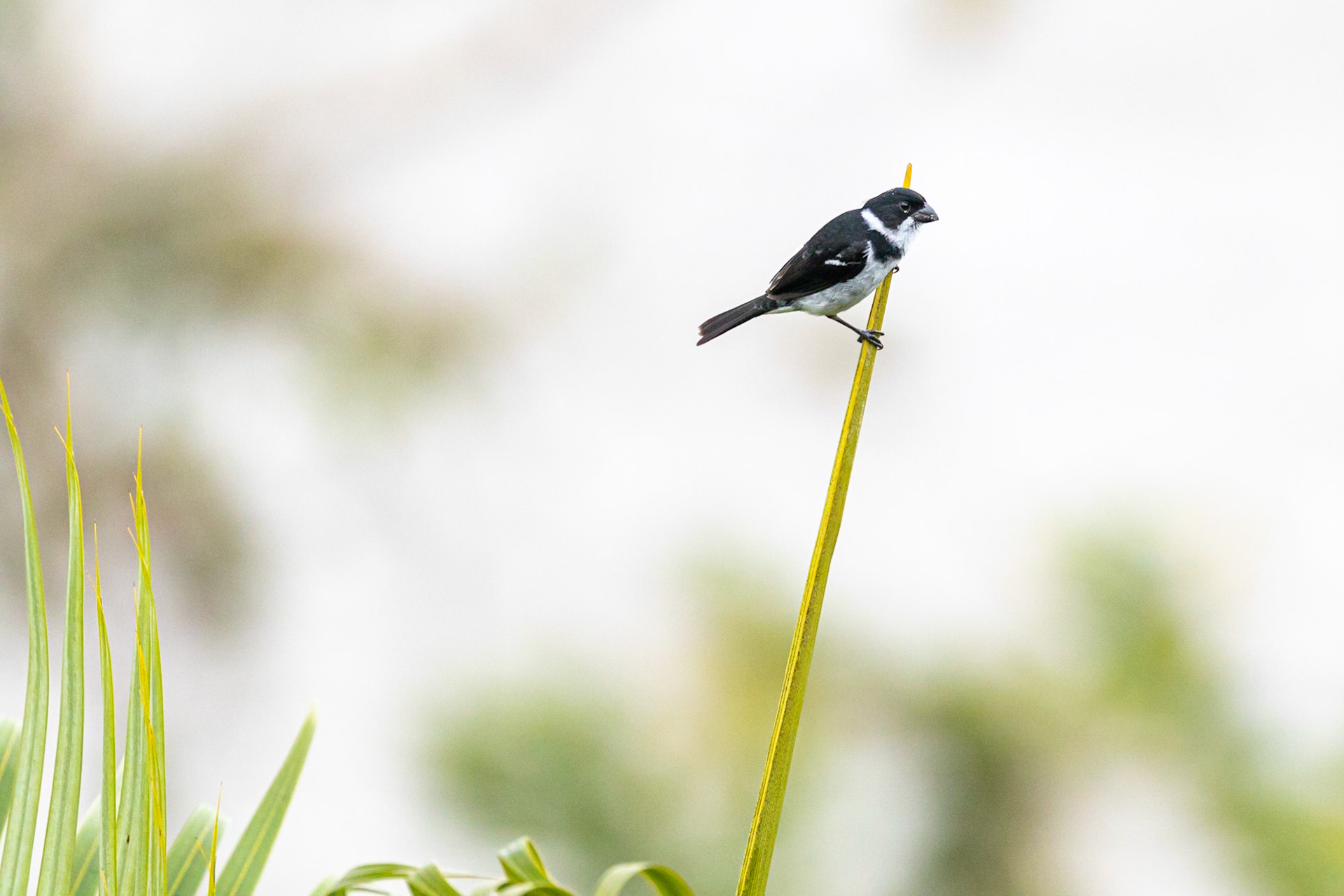 Sporophila americana murallae