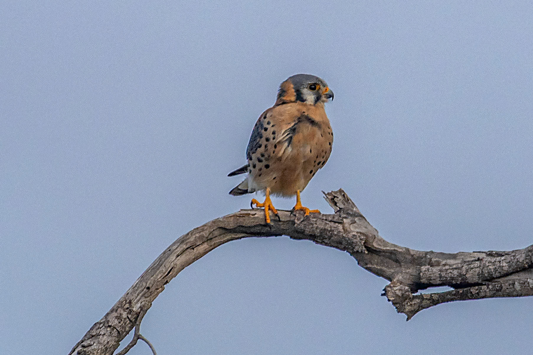 Falco sparverius (M)