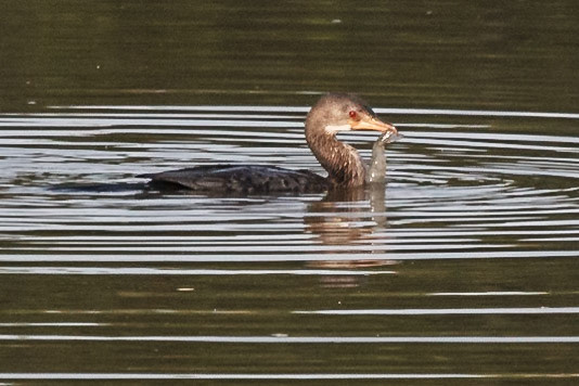 Microcarbo (phalacrocorax) africanus