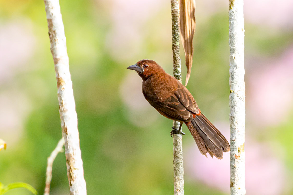 Tachyphonus rufus (F)