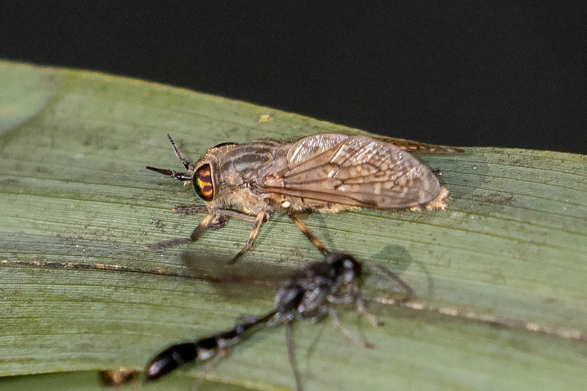 Haematopota pluvialis