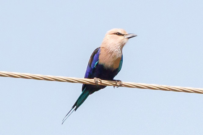 Coracias cyanogaster