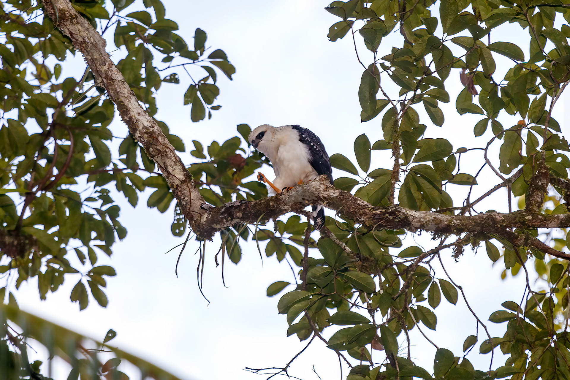 Leucopternis melanops