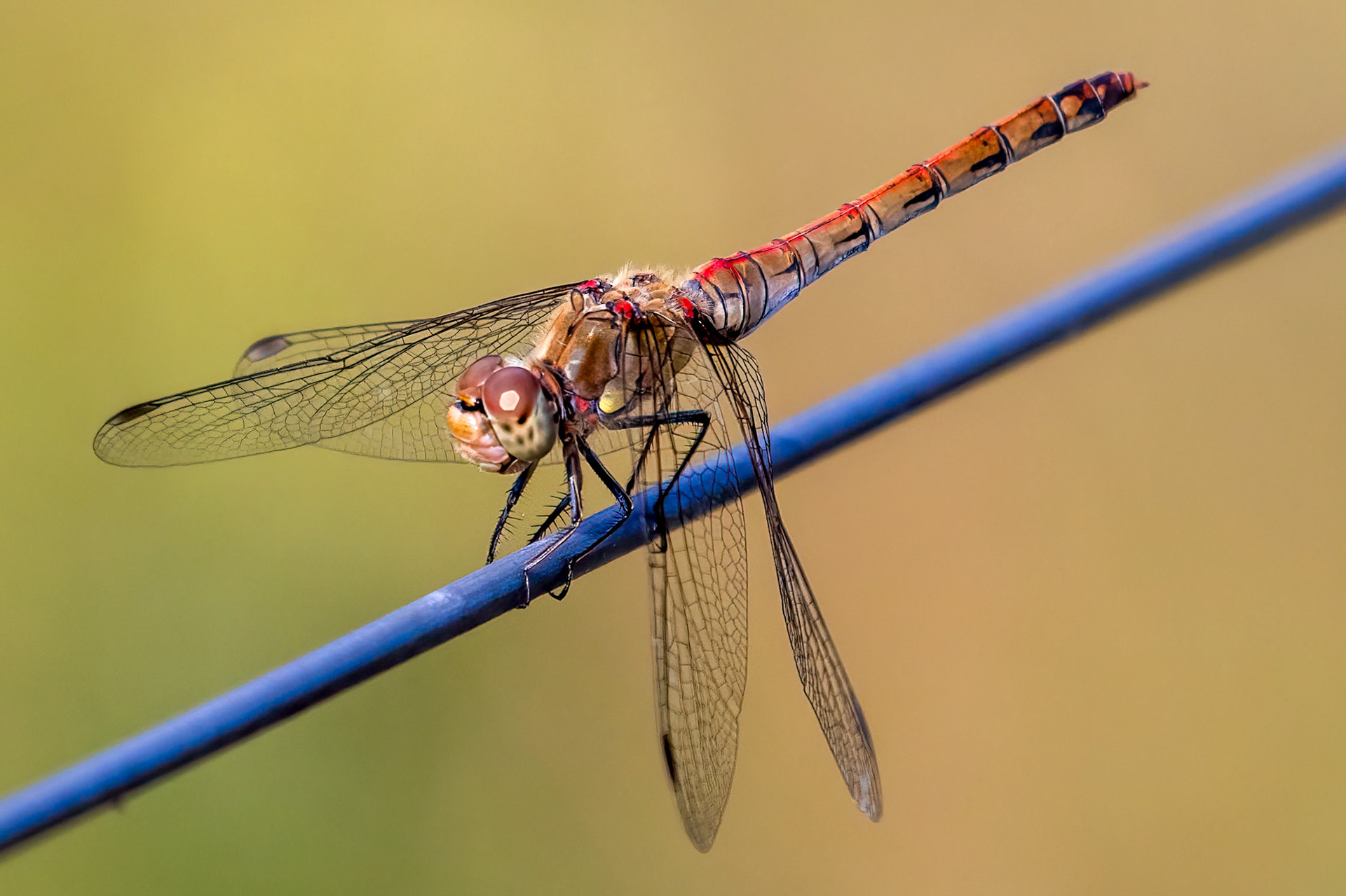 Sympetrum striolatum (V)