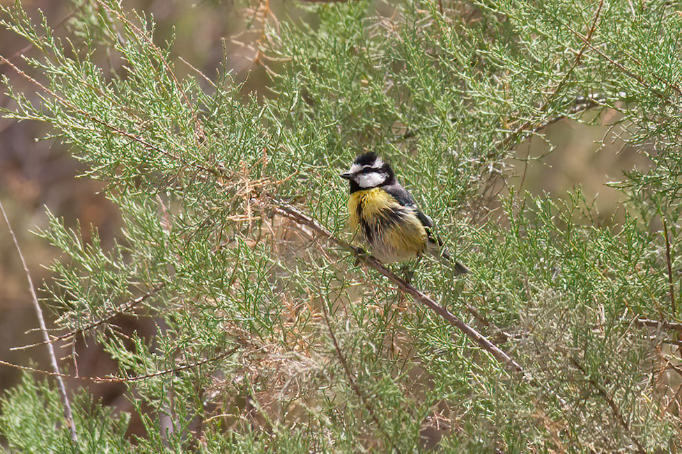 Cyanistes teneriffae degener