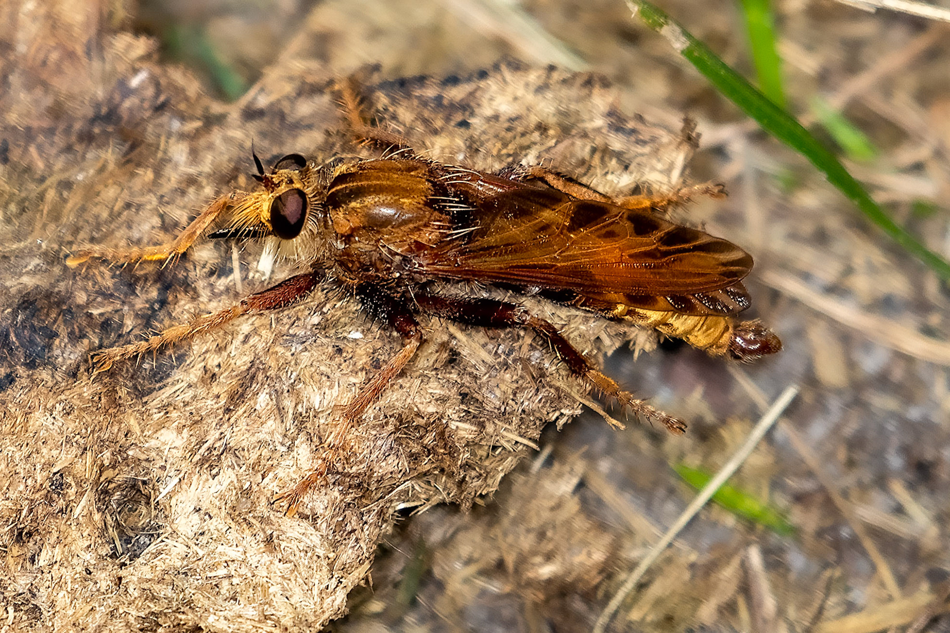 Asilus crabroniformis