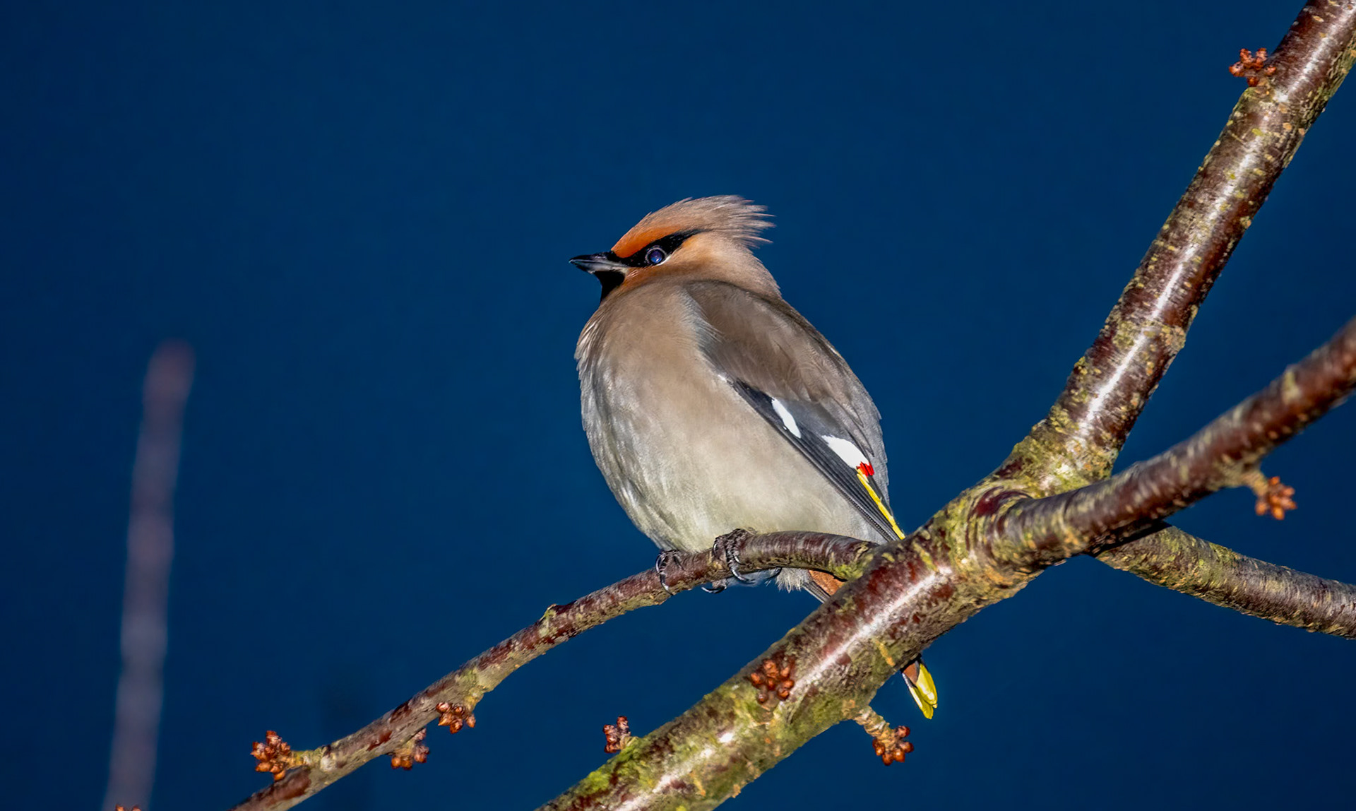 Bombycilla garrulus