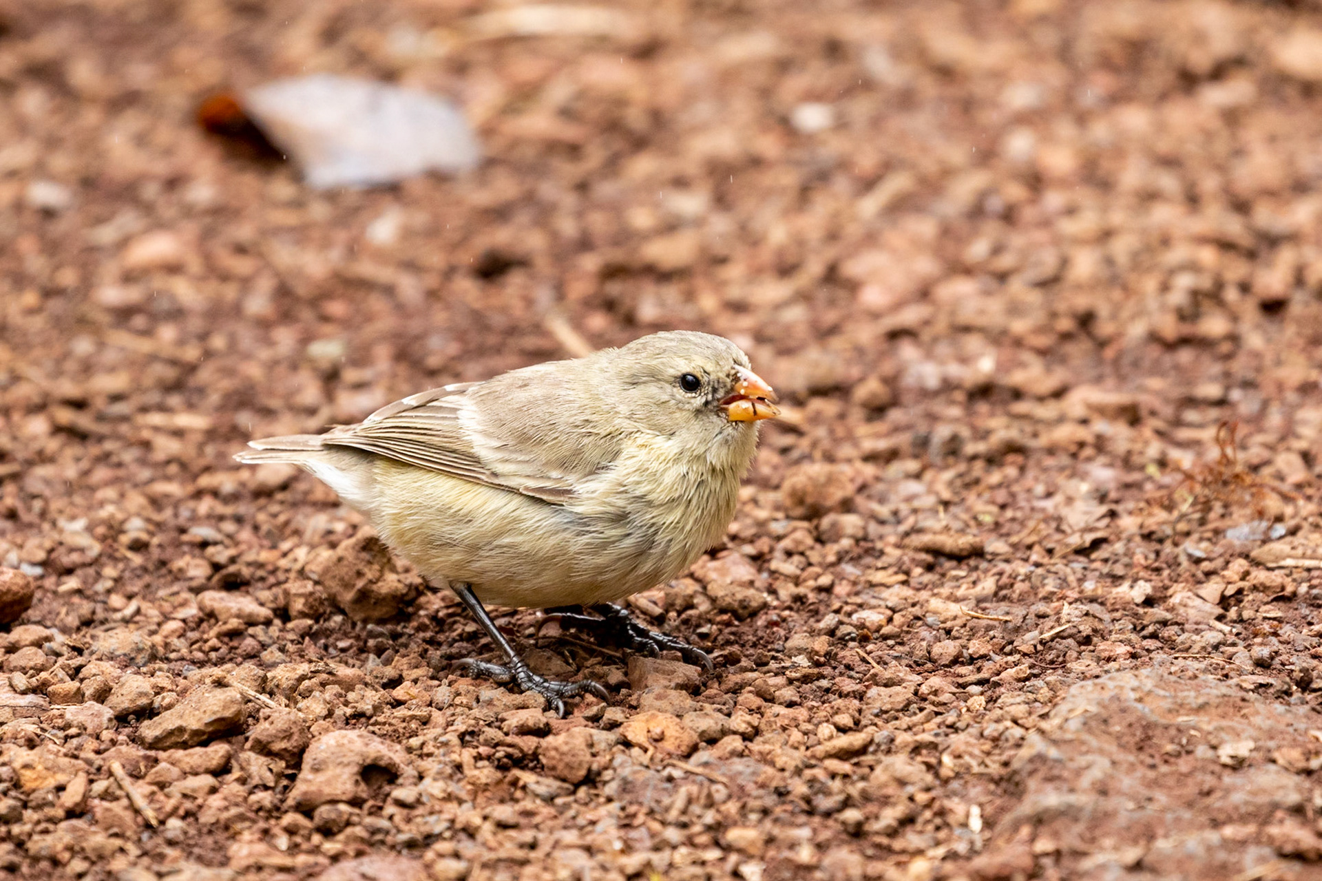Camarhynchus parvulus (F)