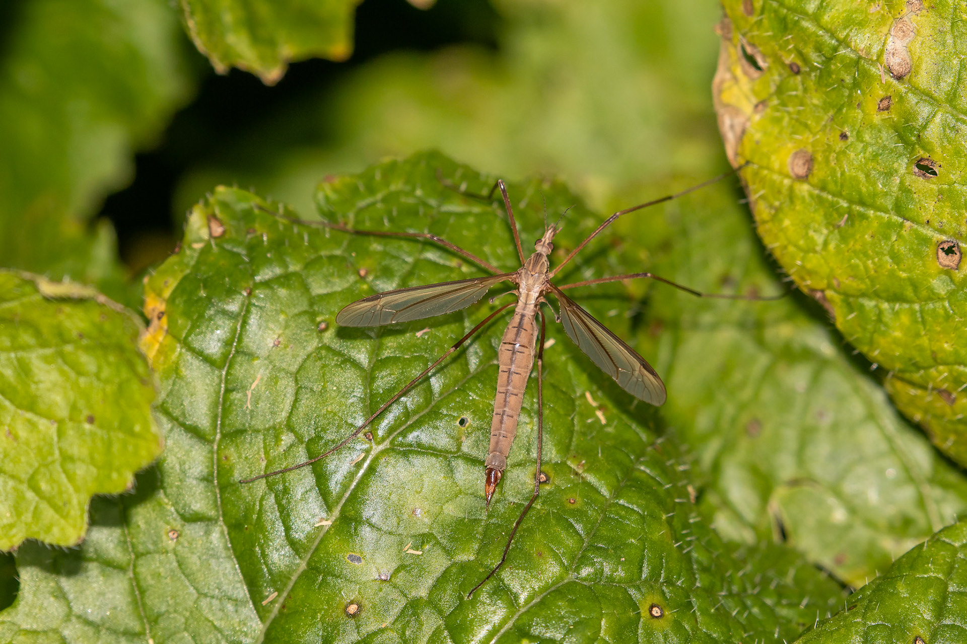 Tipula paludosa