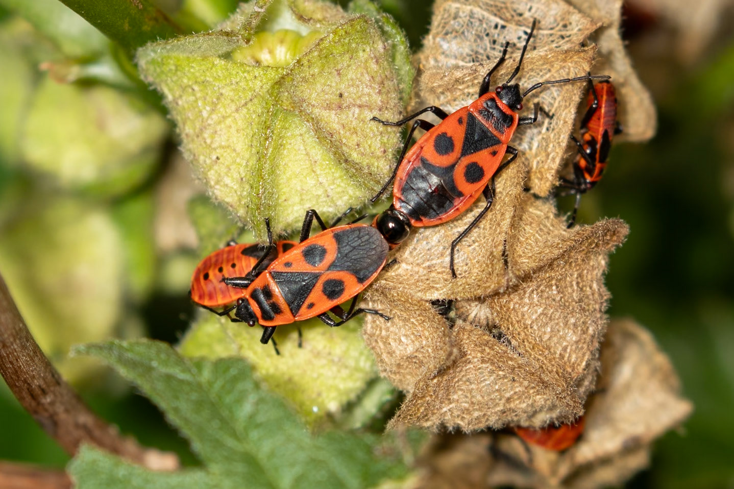 Pyrrhocoris apterus