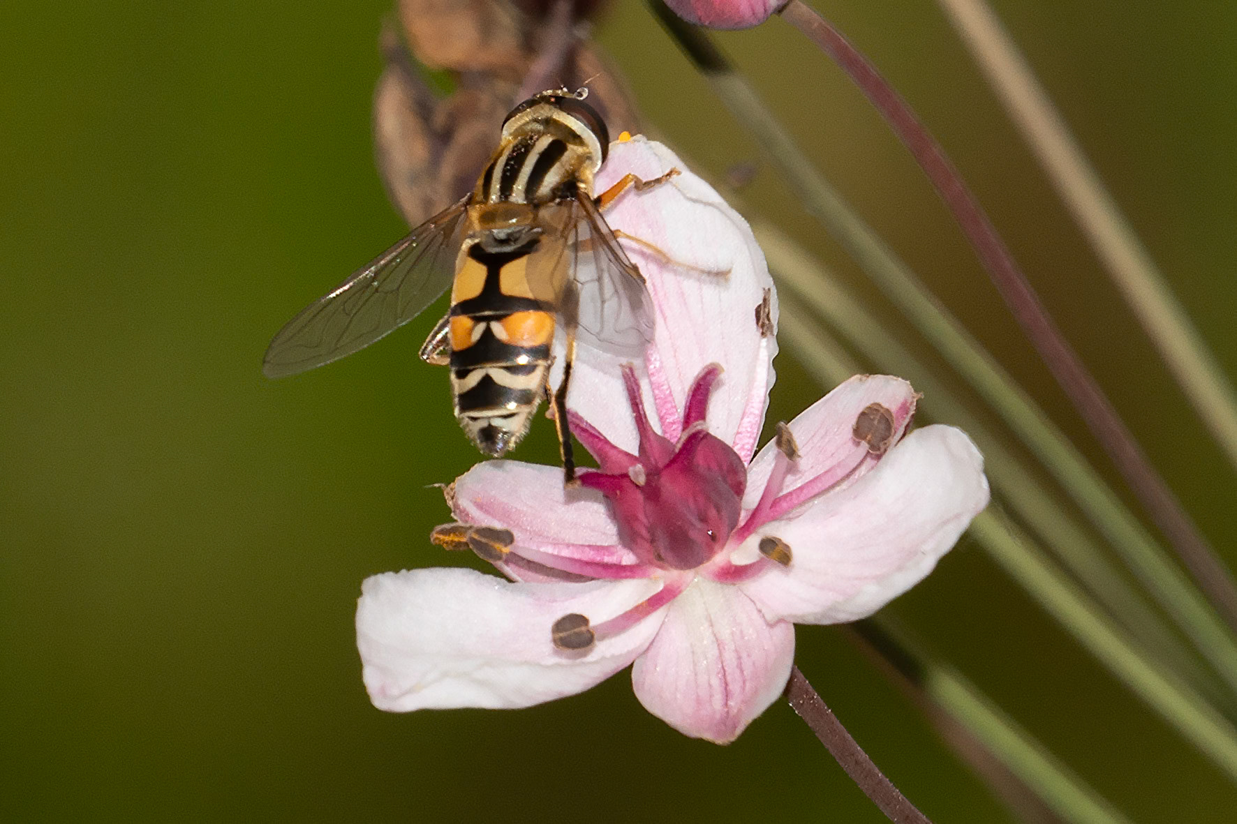 Helophilus trivittatus