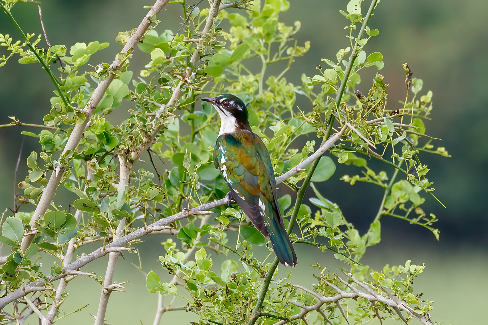 Chrysococcyx caprius