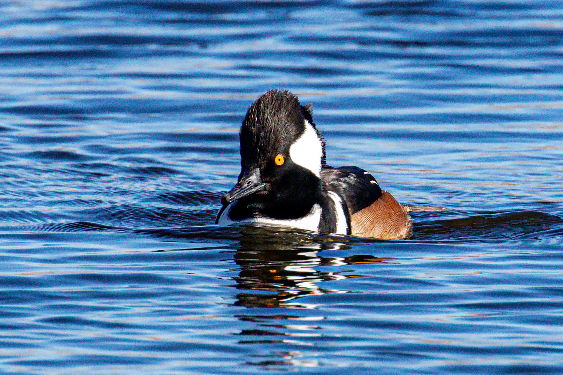 Lophodytes cucullatus