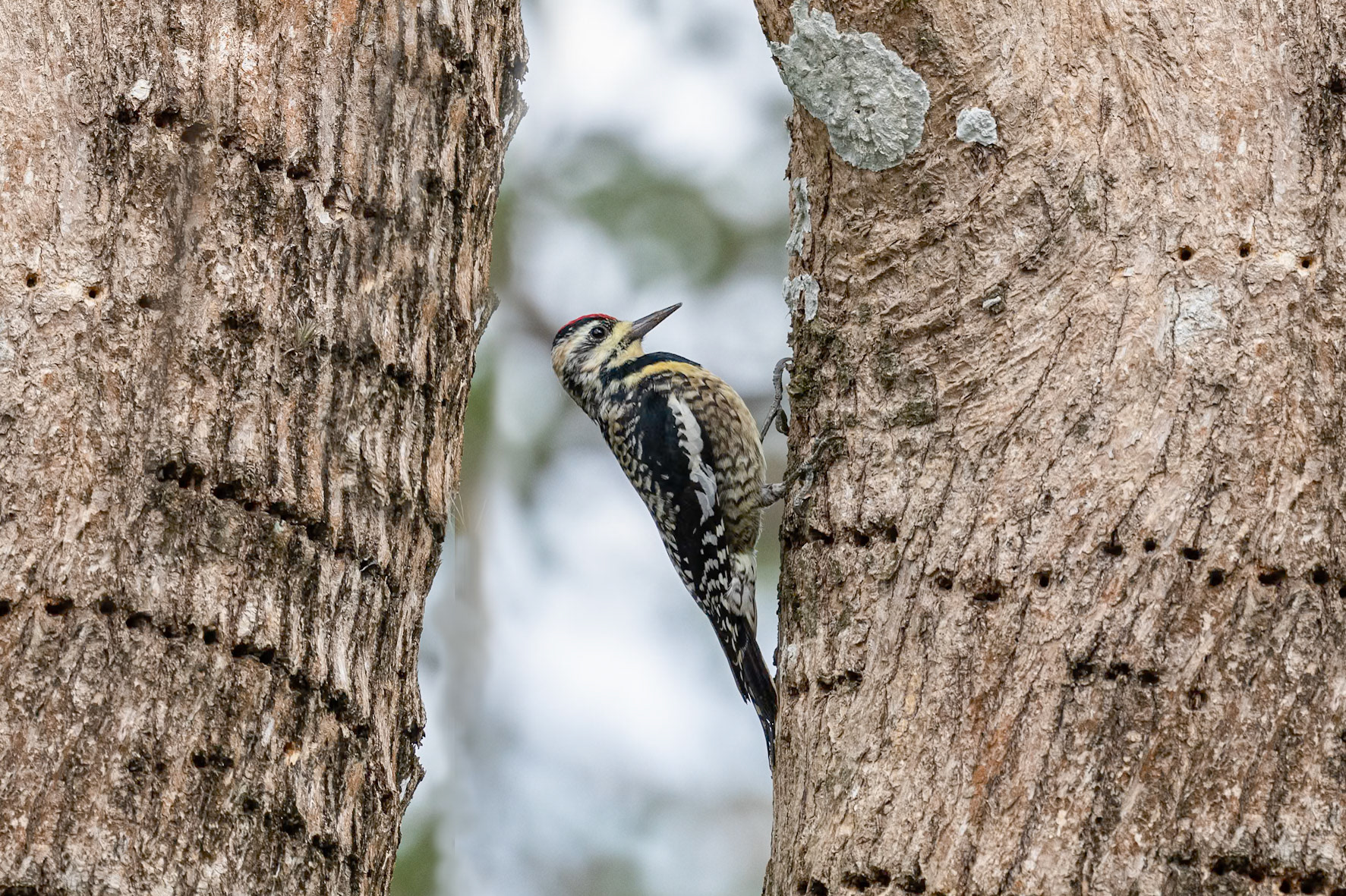 Sphyrapicus varius (F)
