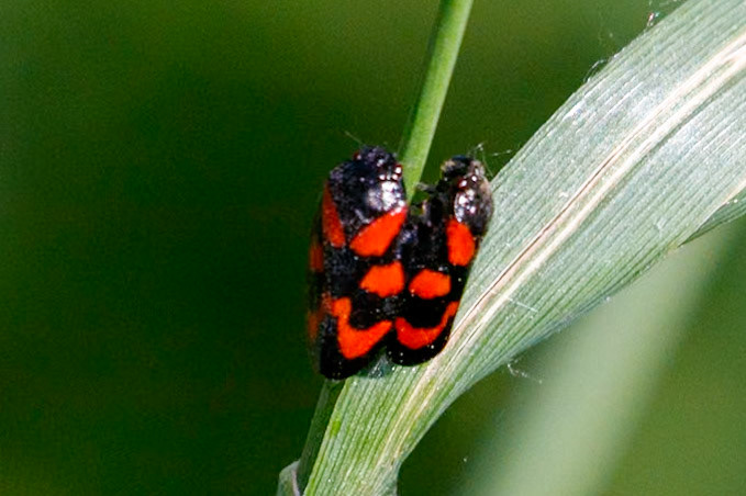 Cercopis vulnerata