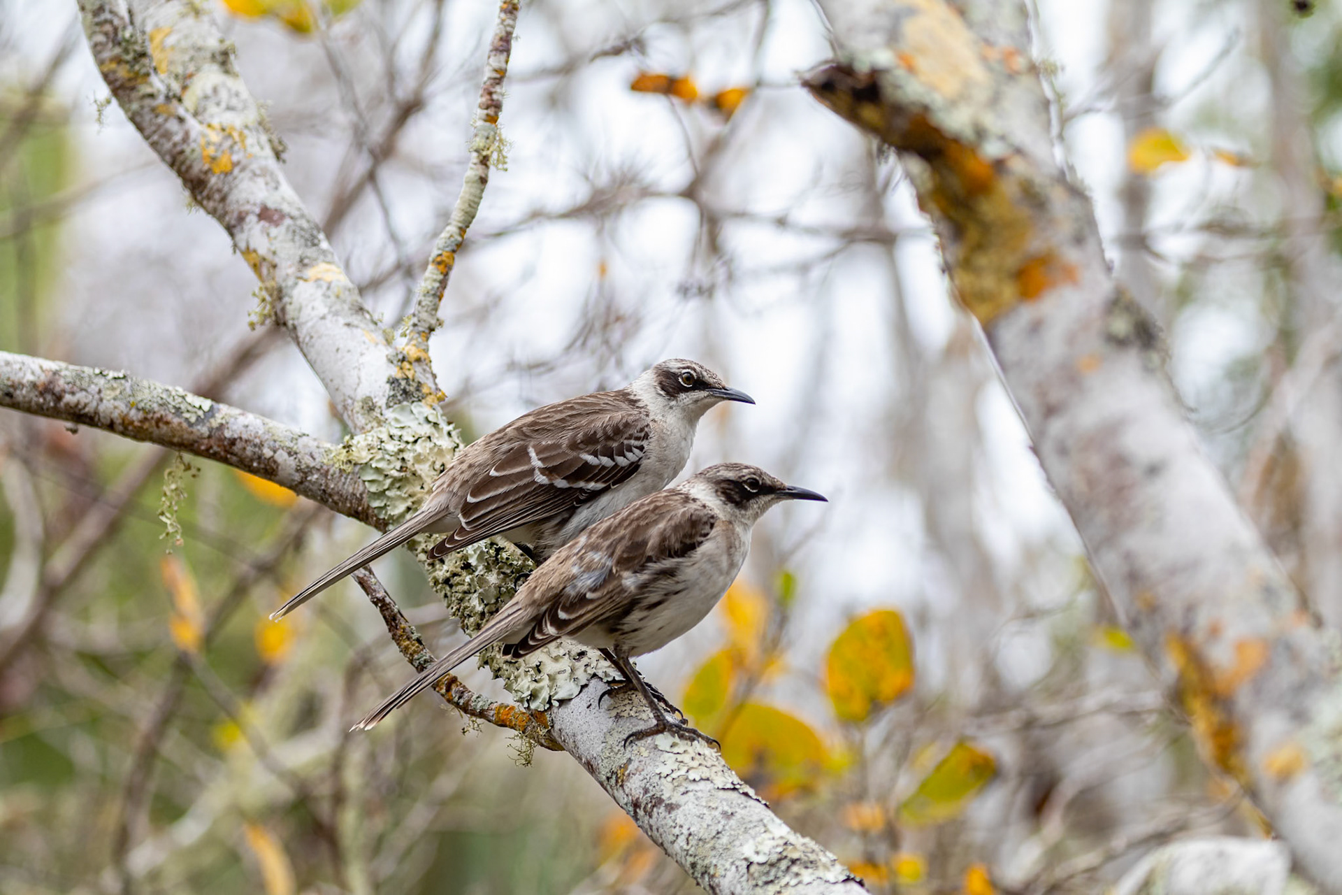 Mimus parvulus parvalus