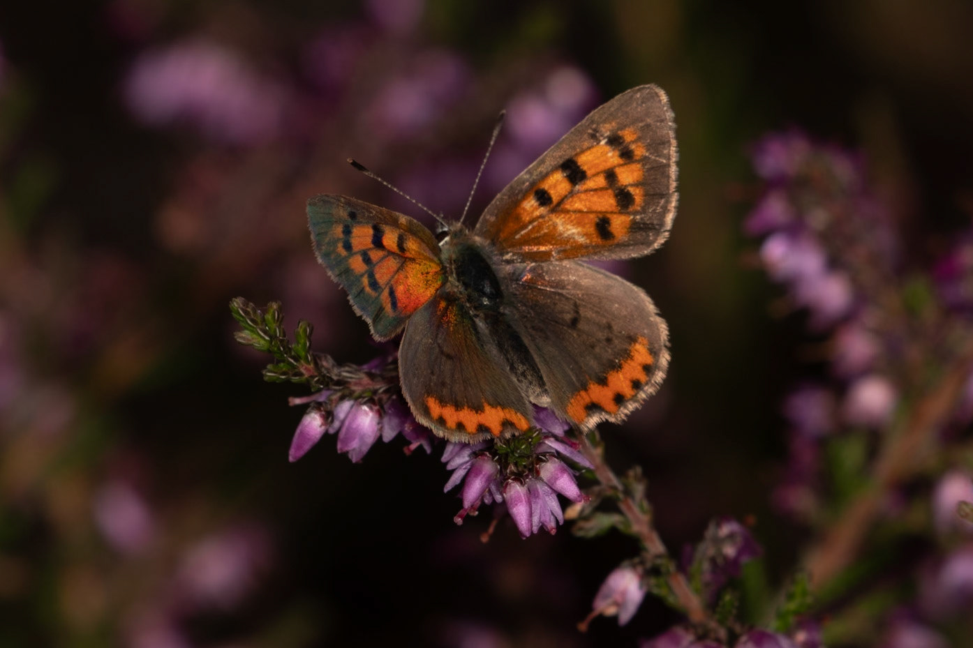 Lycaena phlaeas