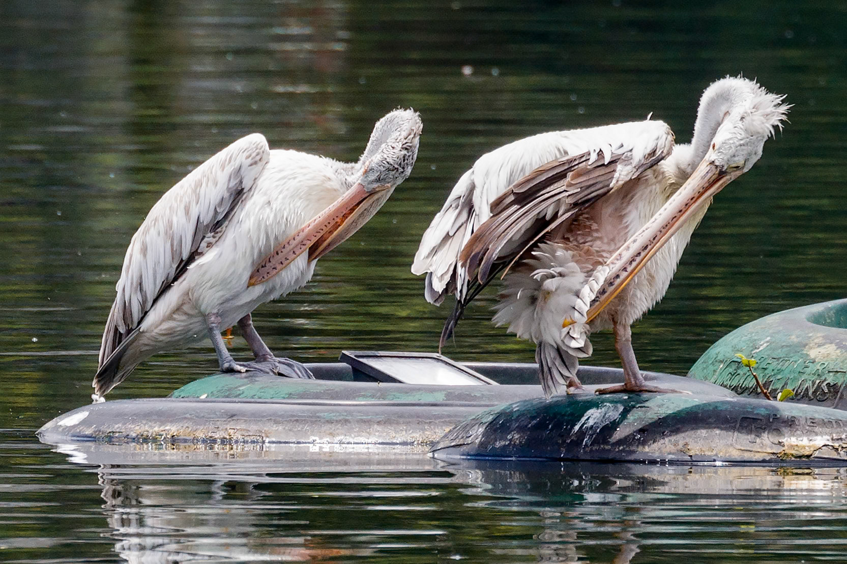 Pelecanus philippensis