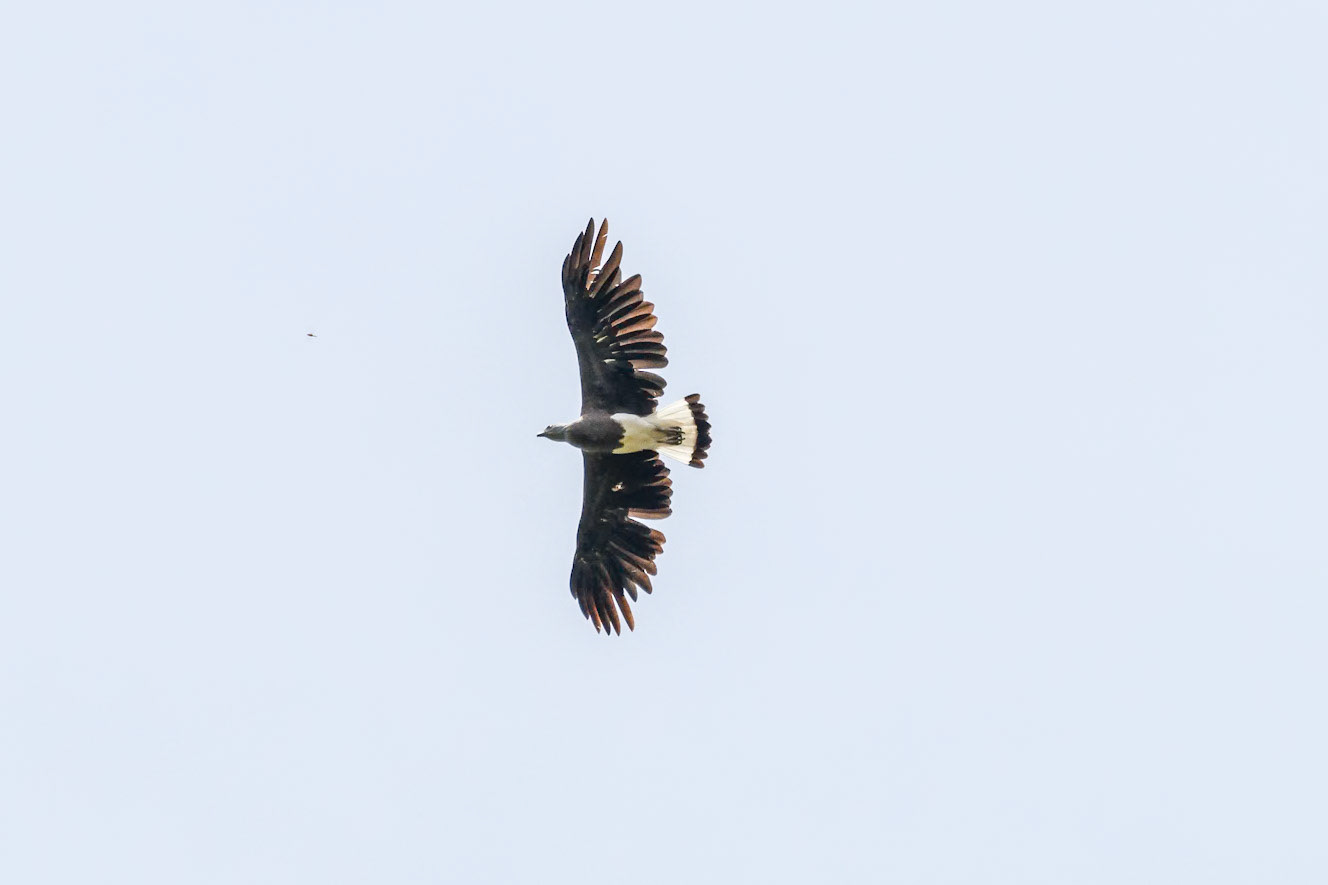 Haliaeetus ichthyaetus