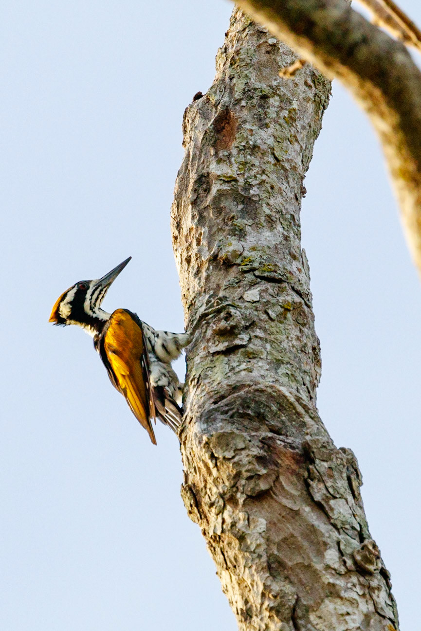 Chrysocolaptes festivus