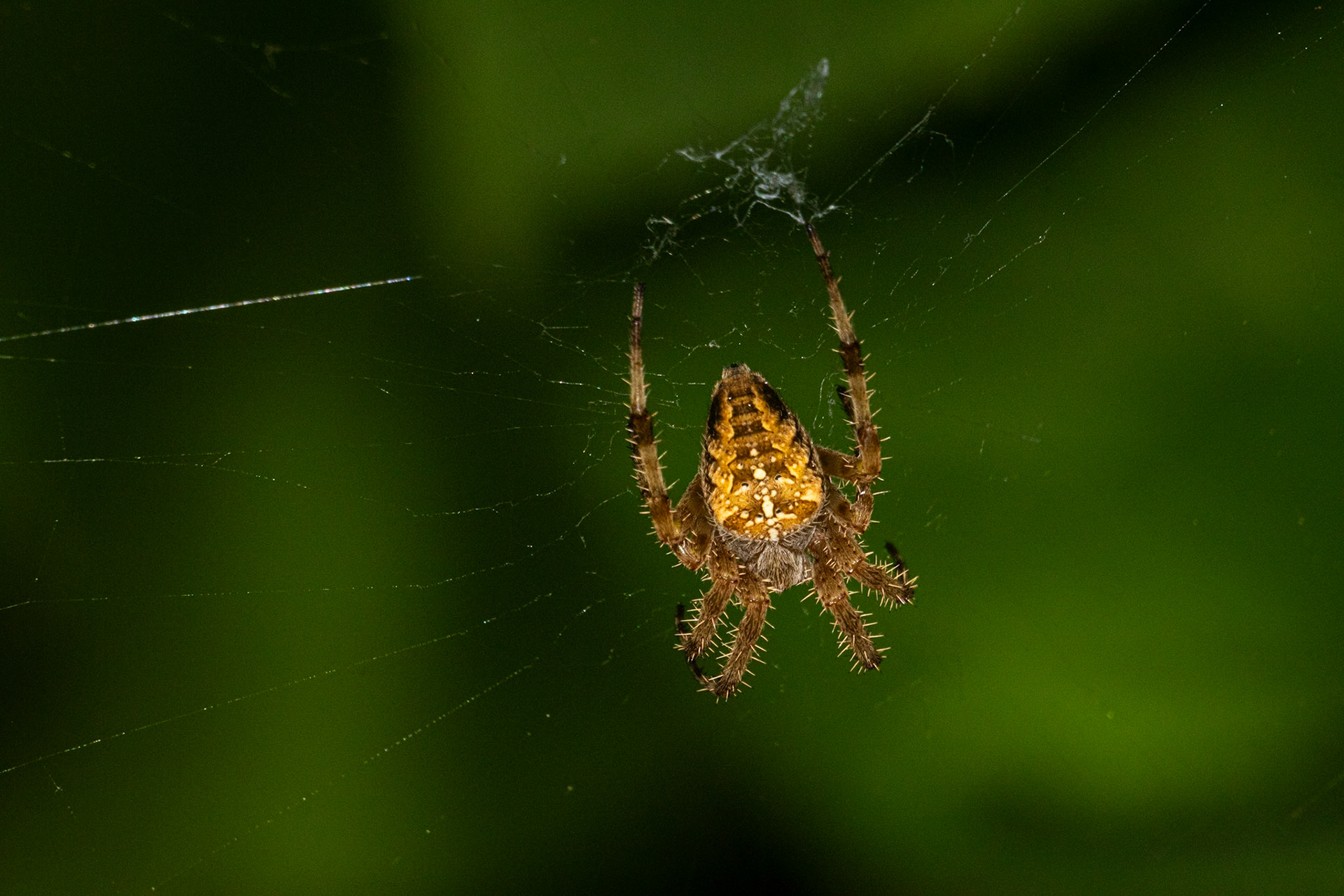 Araneus diadematus