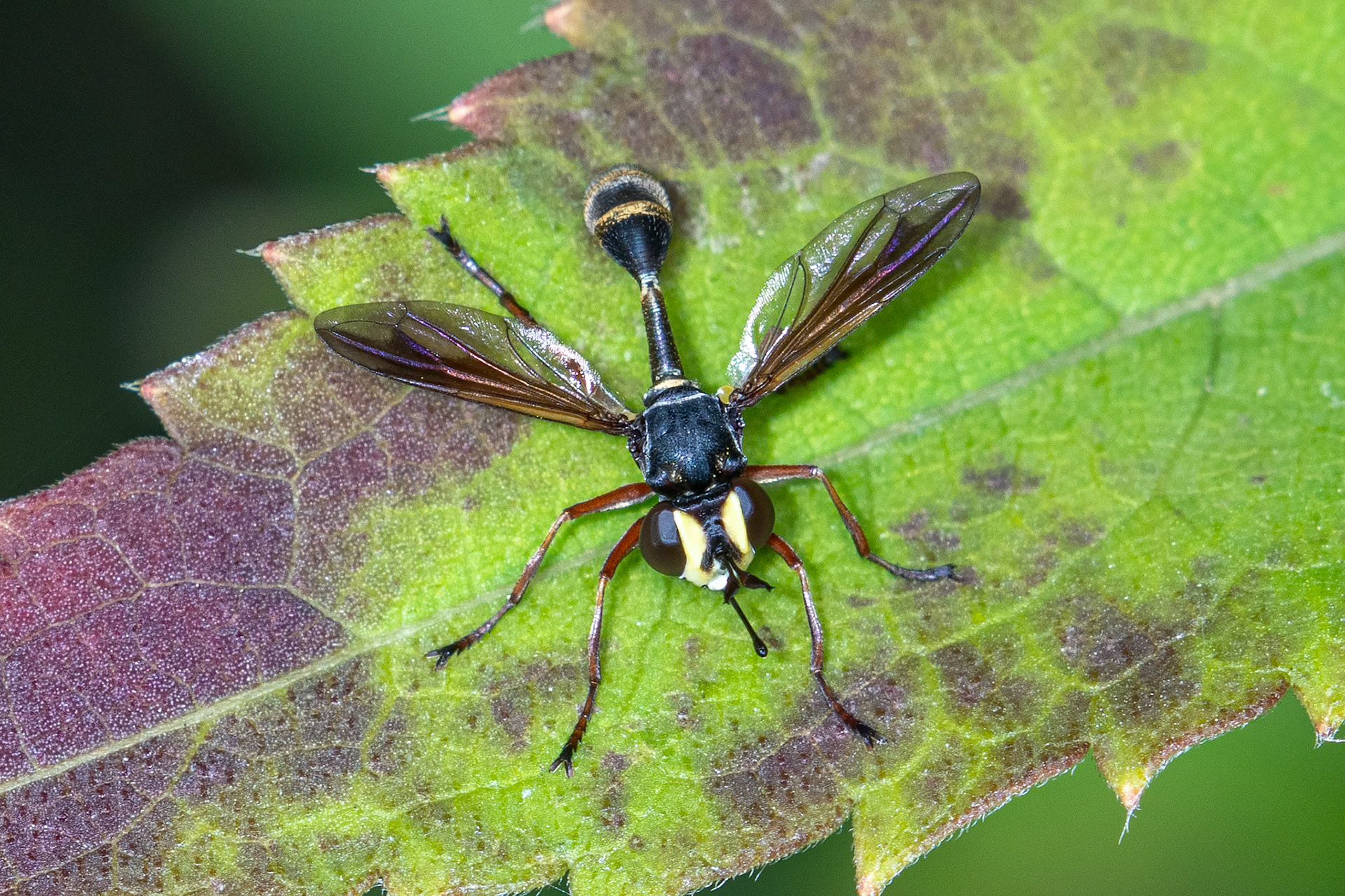 Physocephala rufipes