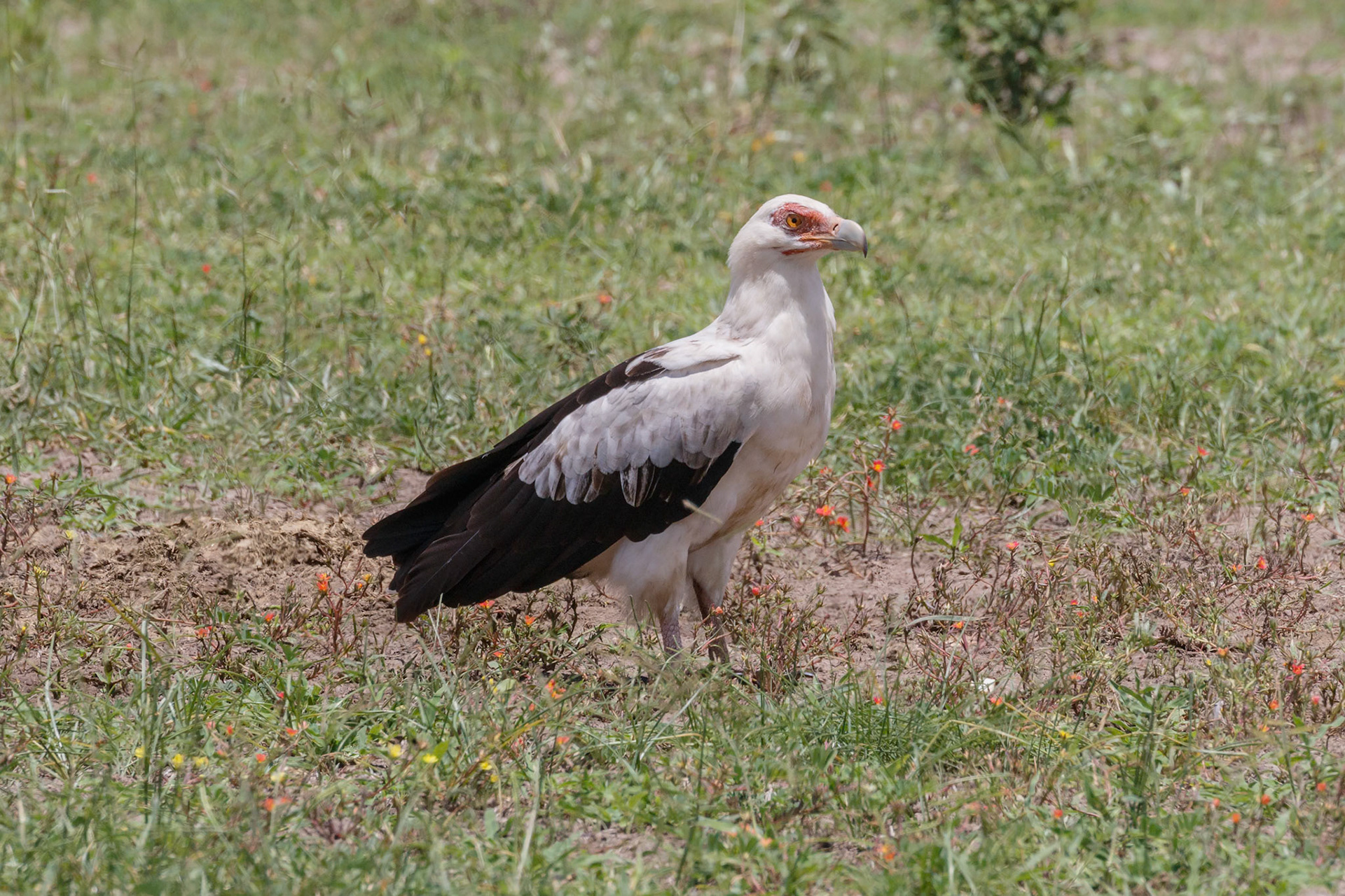 Gypohierax angolensis
