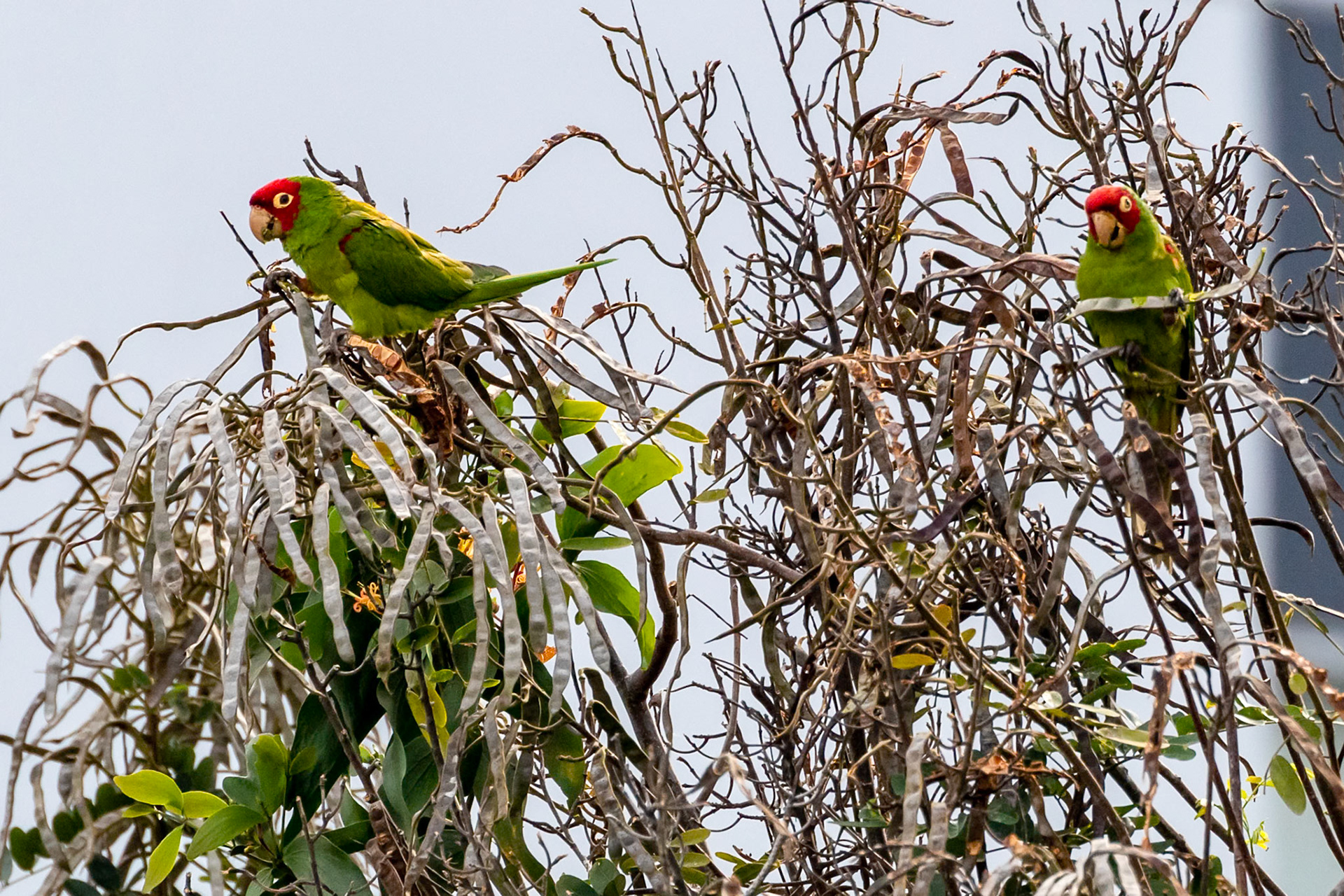 Psittacara erythrogenys