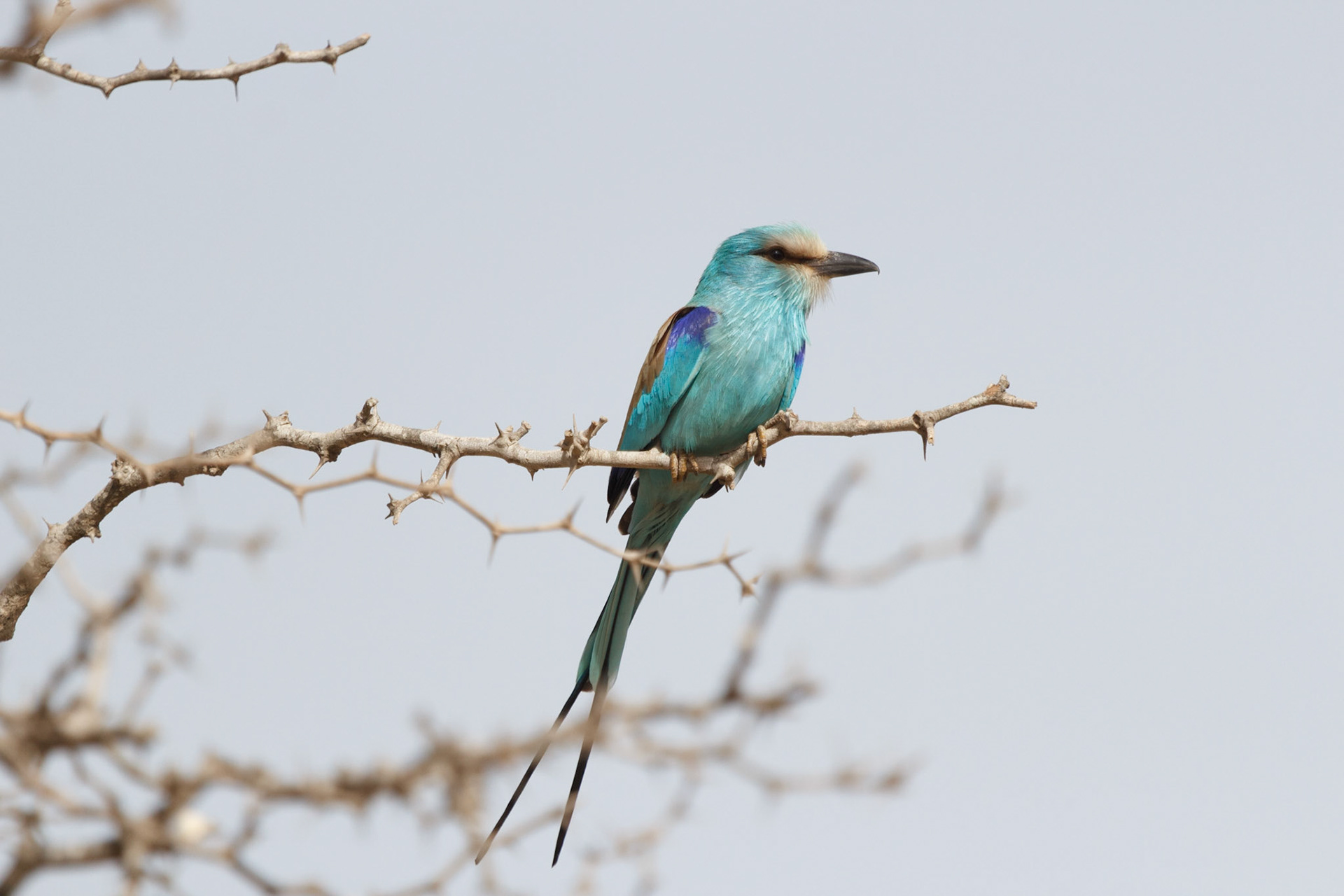 Coracias abyssinicus