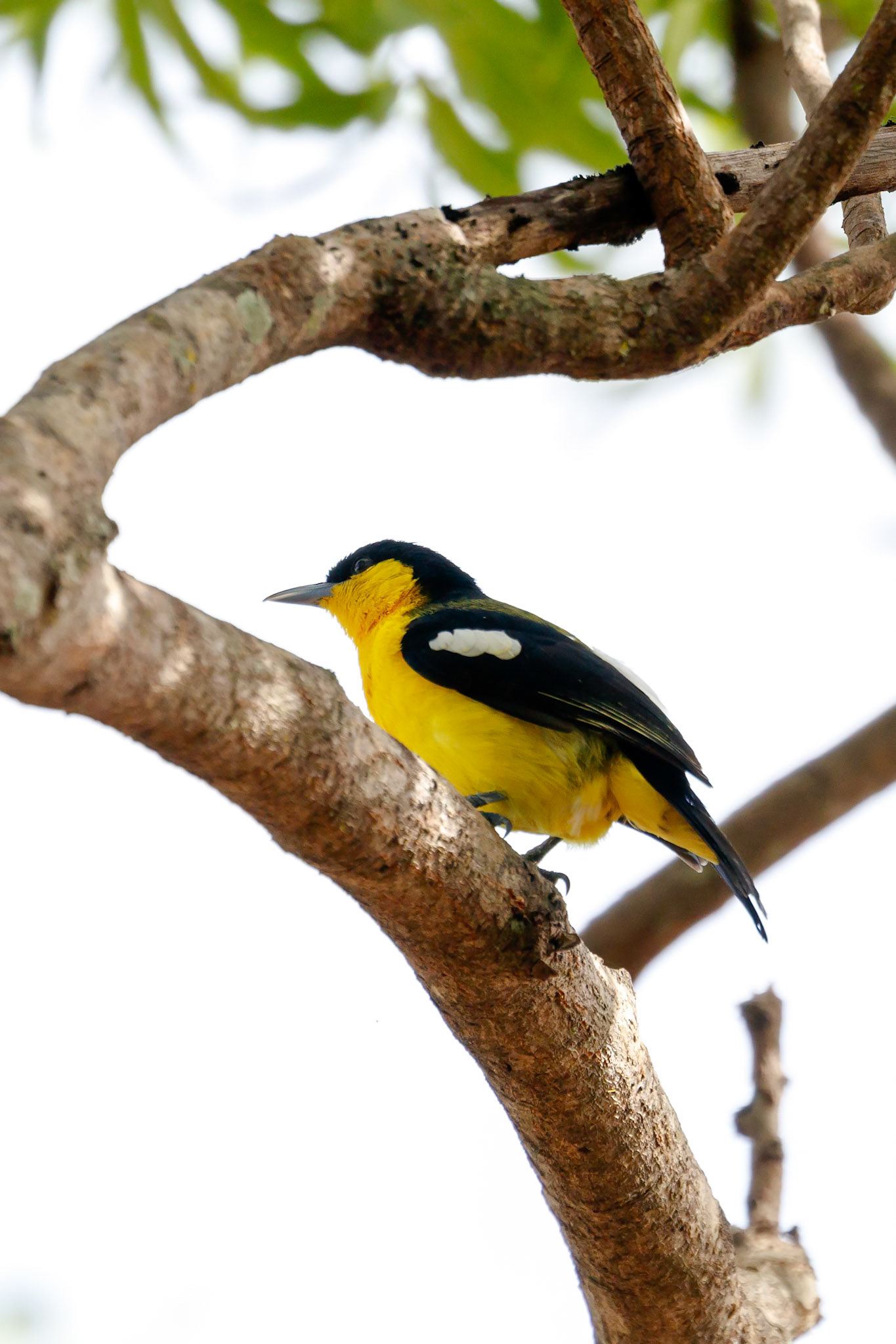 Aegithina tiphia multicolor