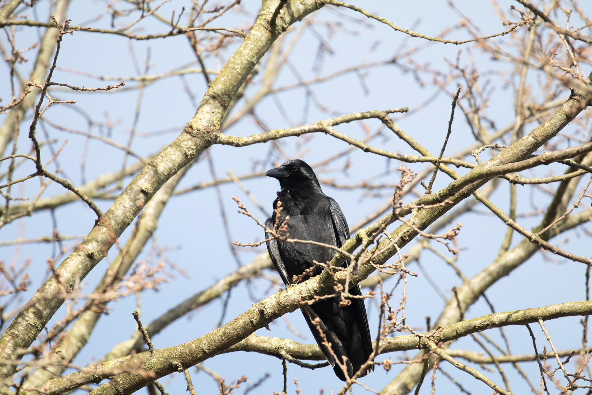 Corvus corione
