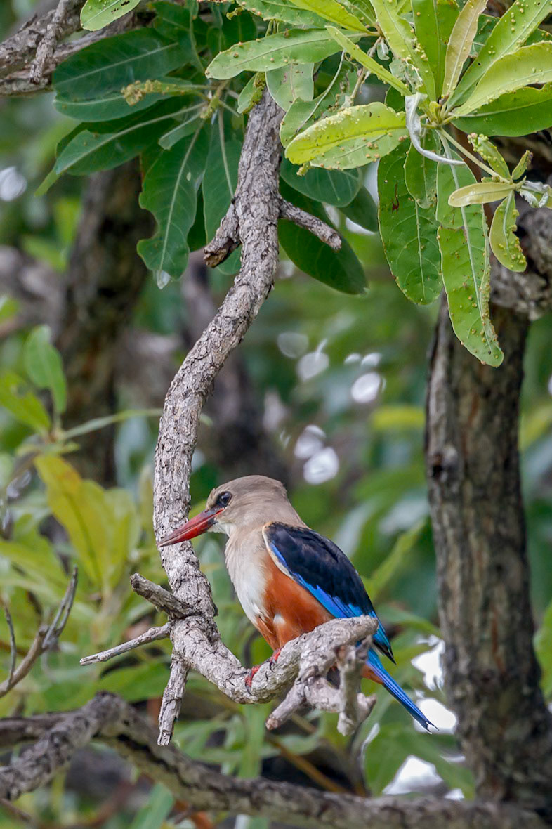 Halcyon leucocephala