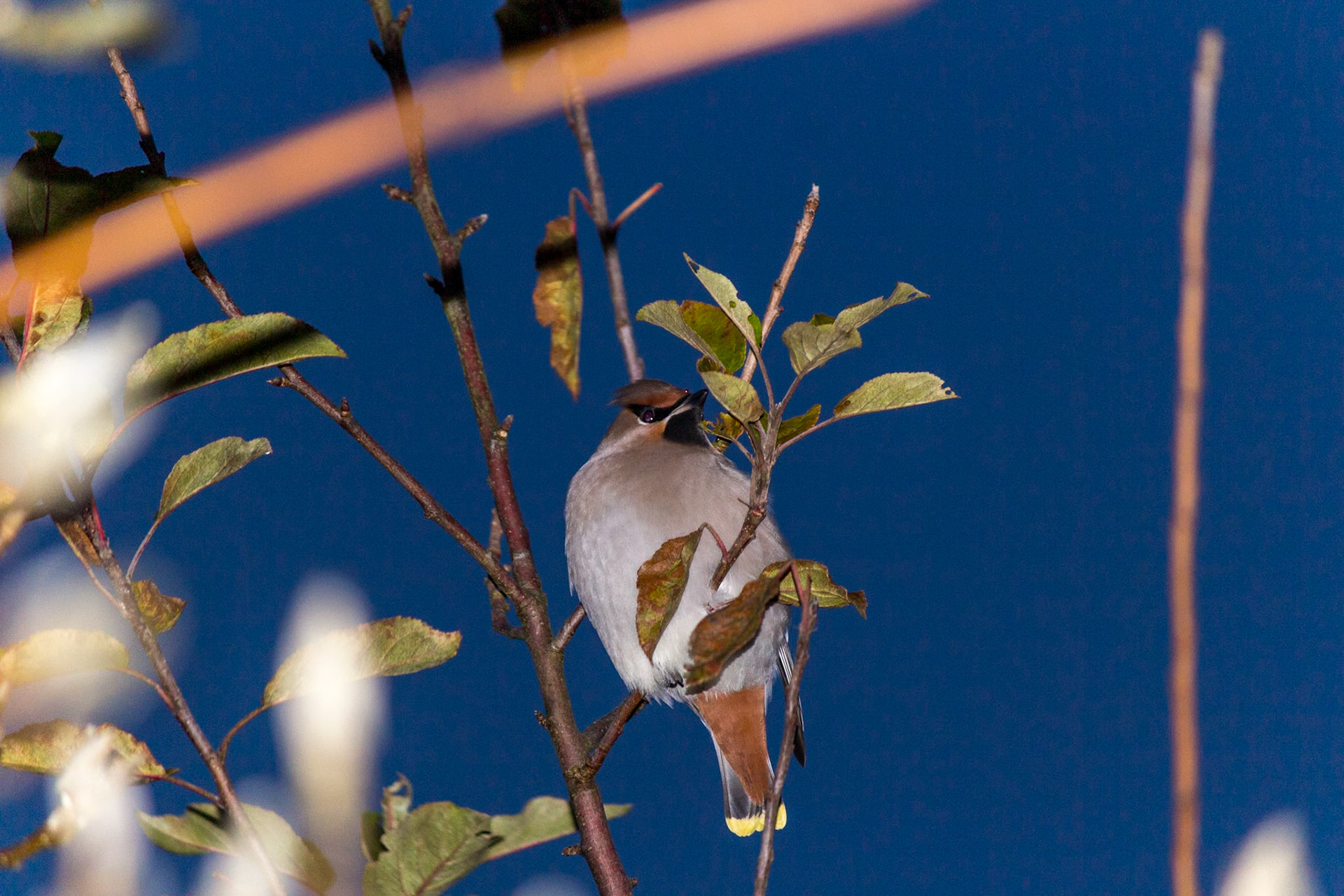 Bombycilla garrulus