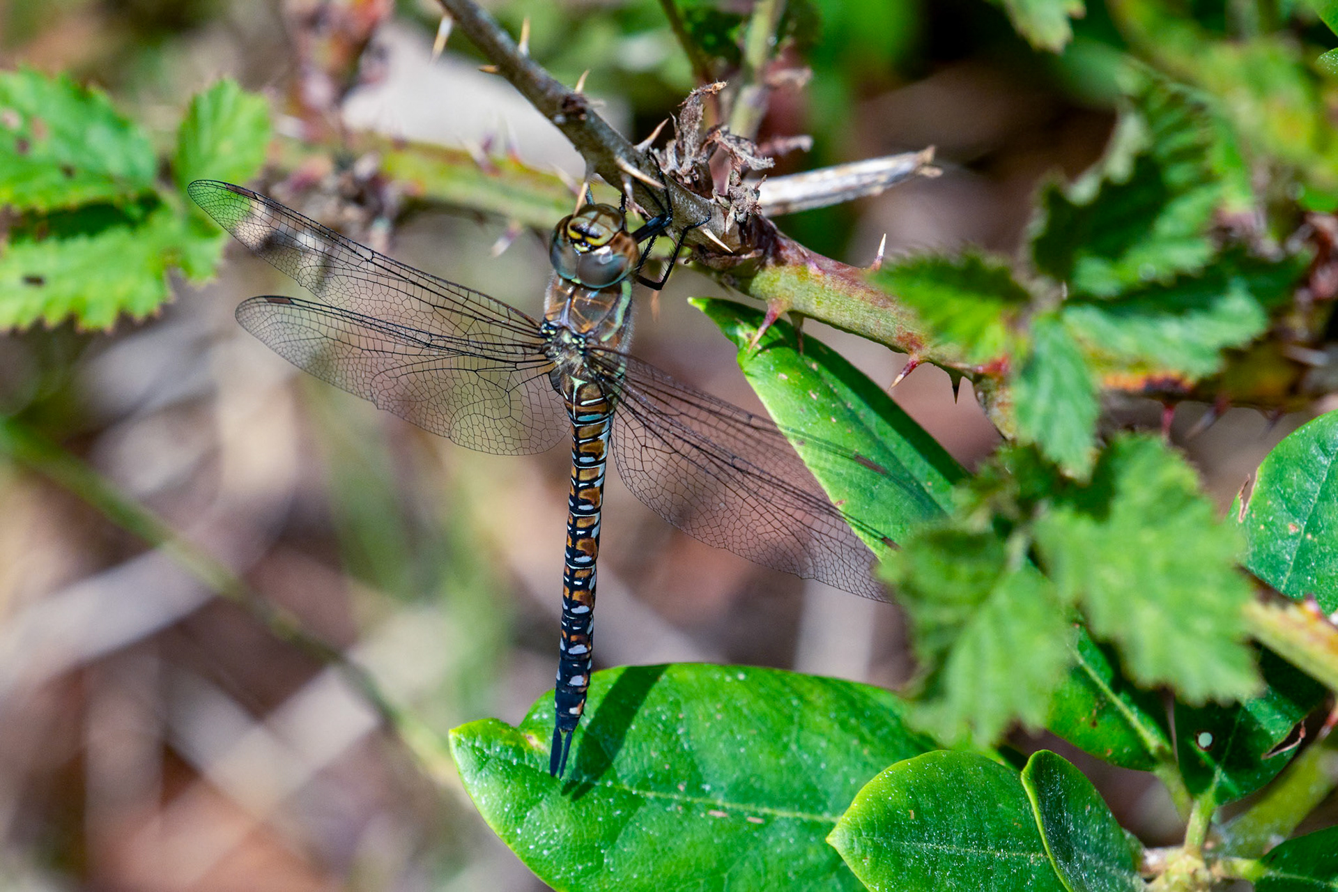 Aeshna mixta