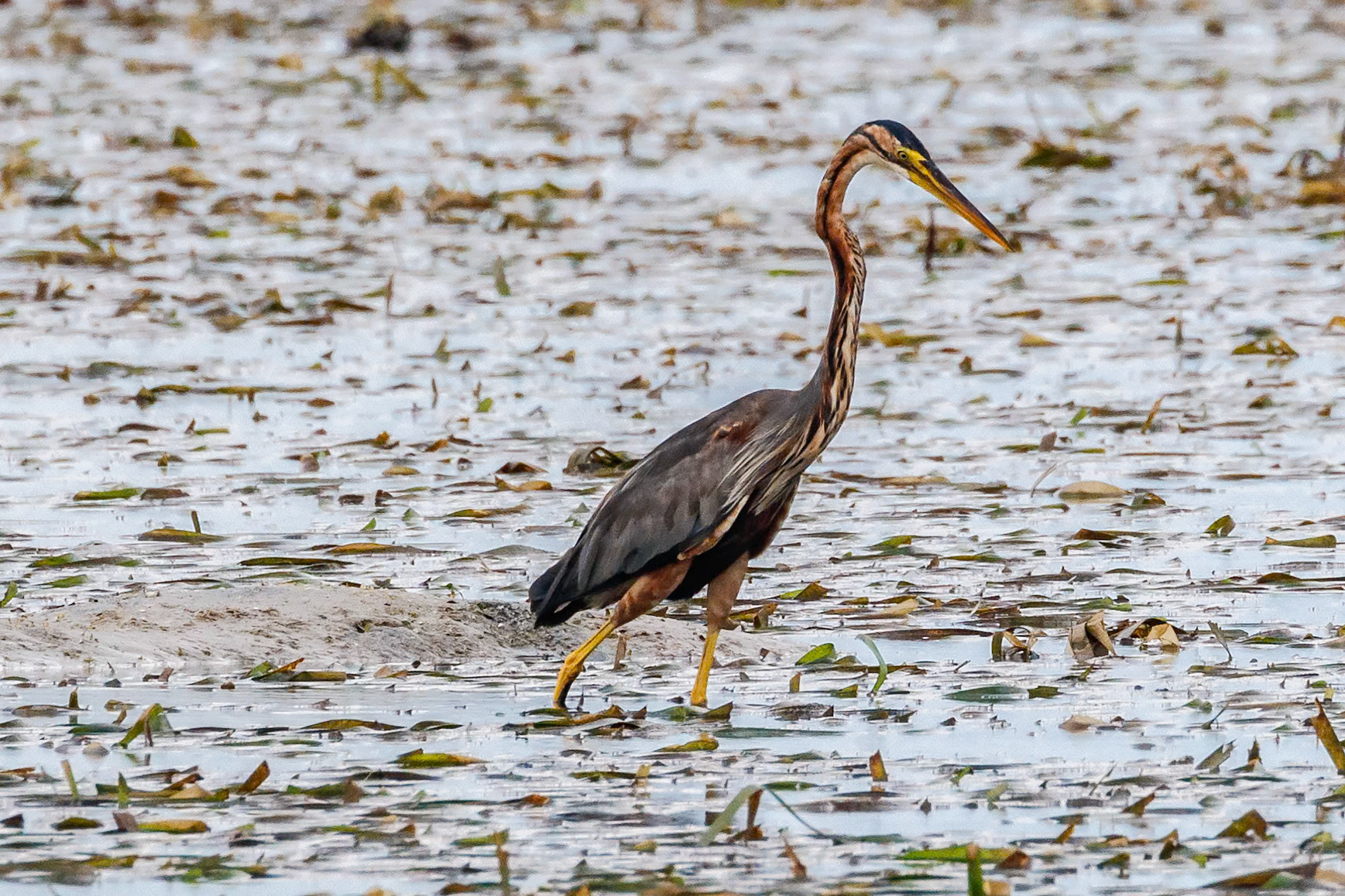 Ardea purpurea